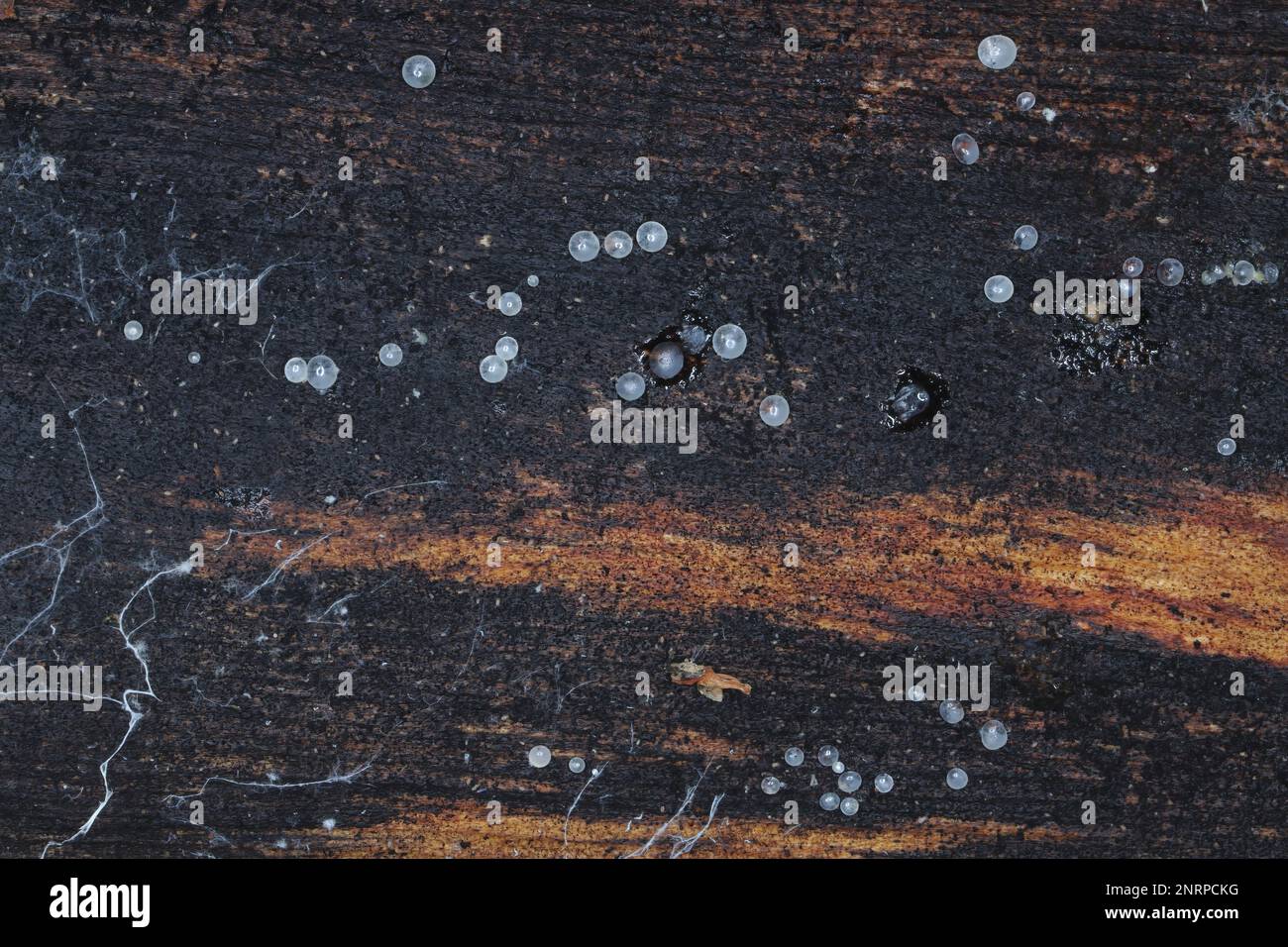 Pilze, die unter der Rinde toter Kiefern wachsen. Kleine, zarte Blasen gefüllt mit Wasser. Stockfoto