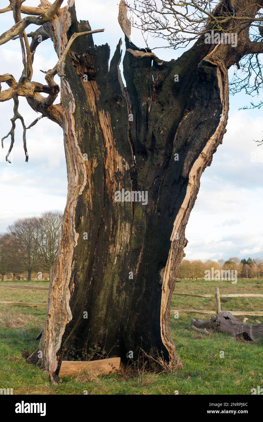 Ein uralter hohler Baum (wahrscheinlich Eiche) im buschigen Park, London, der immer noch lebendig und nicht tot ist, obwohl er in zwei Hälften geteilt und leer ist, außer dem lebenden äußeren Stamm und der Rinde. UK. (133) Stockfoto