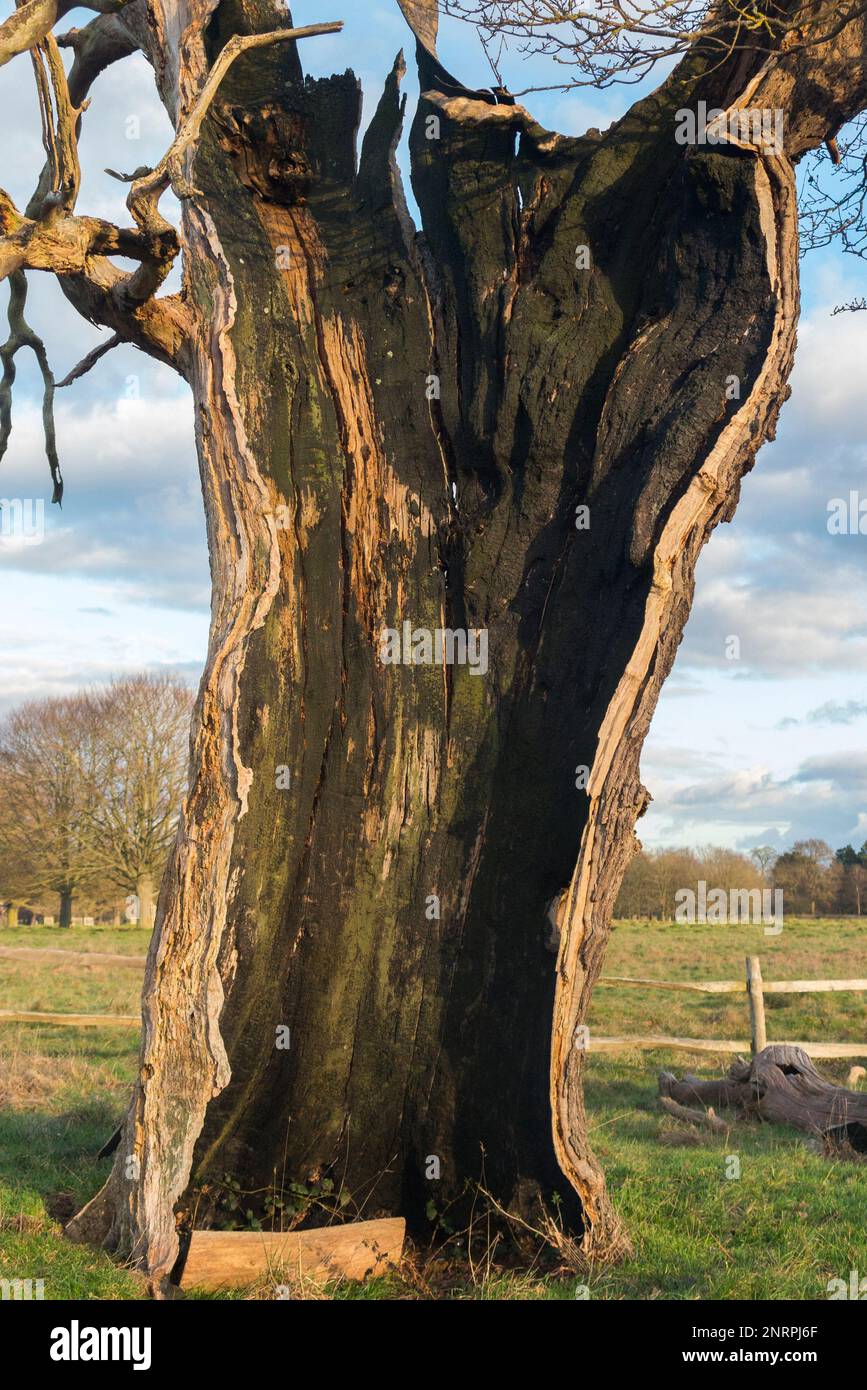 Ein uralter hohler Baum (wahrscheinlich Eiche) im buschigen Park, London, der immer noch lebendig und nicht tot ist, obwohl er in zwei Hälften geteilt und leer ist, außer dem lebenden äußeren Stamm und der Rinde. UK. (133) Stockfoto