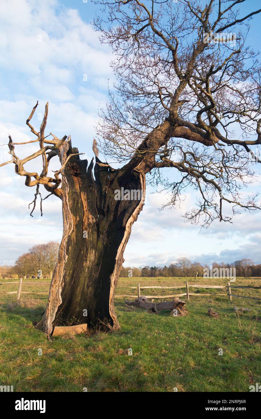 Ein uralter hohler Baum (wahrscheinlich Eiche) im buschigen Park, London, der immer noch lebendig und nicht tot ist, obwohl er in zwei Hälften geteilt und leer ist, außer dem lebenden äußeren Stamm und der Rinde. UK. (133) Stockfoto