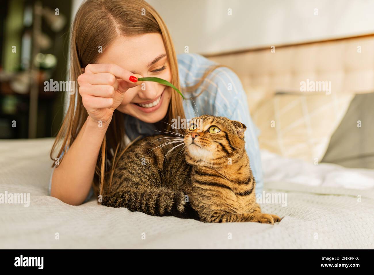 Lächelnde junge blonde Frau, die in ihrem Bett im Hemd lag, ein süßes Haustier streichelte und zu Hause schottische Tabby-Katze spielte, Konzept von liebenden und fürsorglichen Haustieren Stockfoto