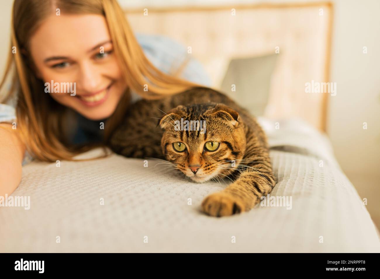 Lächelnde junge blonde Frau, die in ihrem Bett im Hemd lag, ein süßes Haustier streichelte und zu Hause schottische Tabby-Katze spielte, Konzept von liebenden und fürsorglichen Haustieren Stockfoto