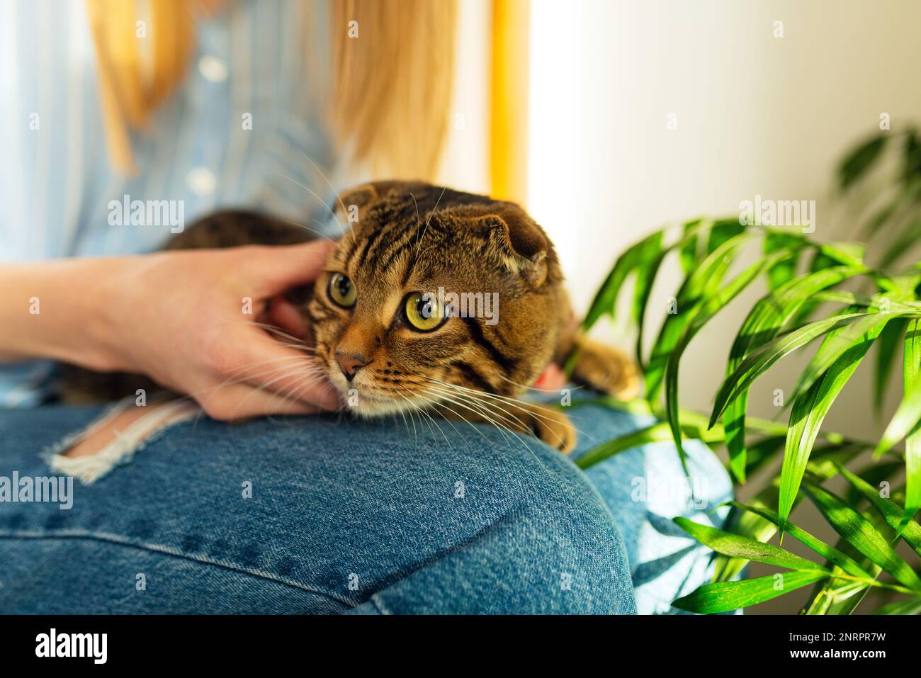 Nahaufnahme in Woman hält eine süße, grün-äugige schottische Tabby Katze, die auf ihrem Schoß in ihren Armen sitzt und sie umarmt, das Konzept der Liebe und Pflege für Haustiere Stockfoto