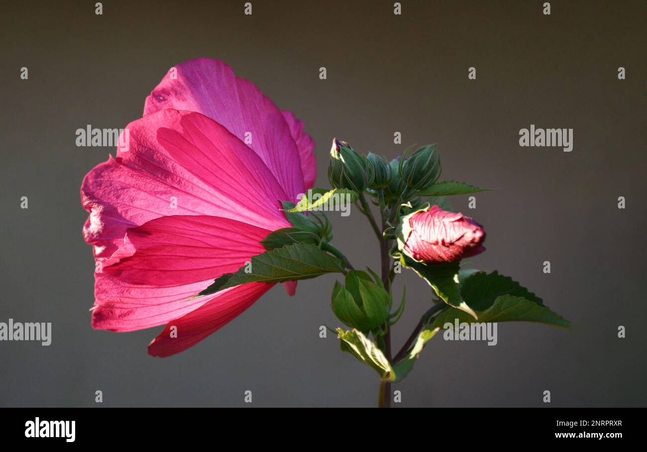 Rosa Hibiskus-Moscheutos-Blüte. Hardy Hibiscus (Rosenfrucht) Nahaufnahme. Stockfoto