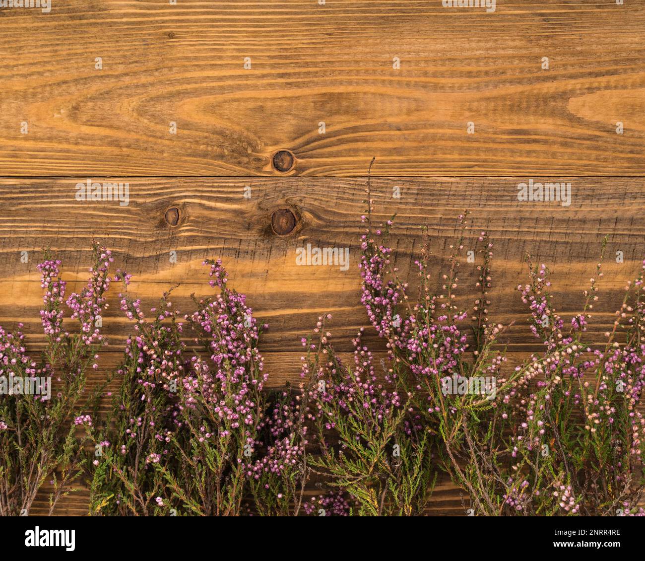 Grunge Dunkle Oberfläche von Old Brown Yellow Grobe Planken rustikaler ländlicher, strukturierter Holzhintergrund Horizontal mit lila, melierten Blüten. Klassische Textur. Stockfoto