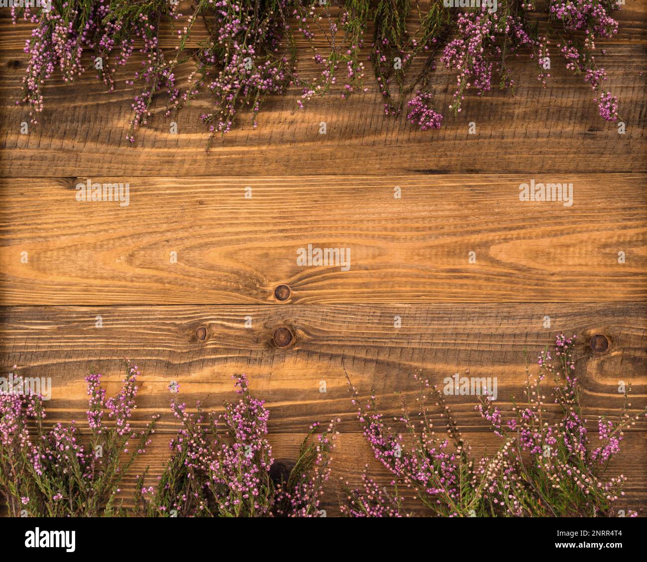 Planks rustikaler ländlicher, strukturierter Holzhintergrund Horizontal mit lilafarbenen Blumen in Heidekraut. Klassische Textur. Bereich Kopieren, Leere Vorlage Schließen. Stockfoto