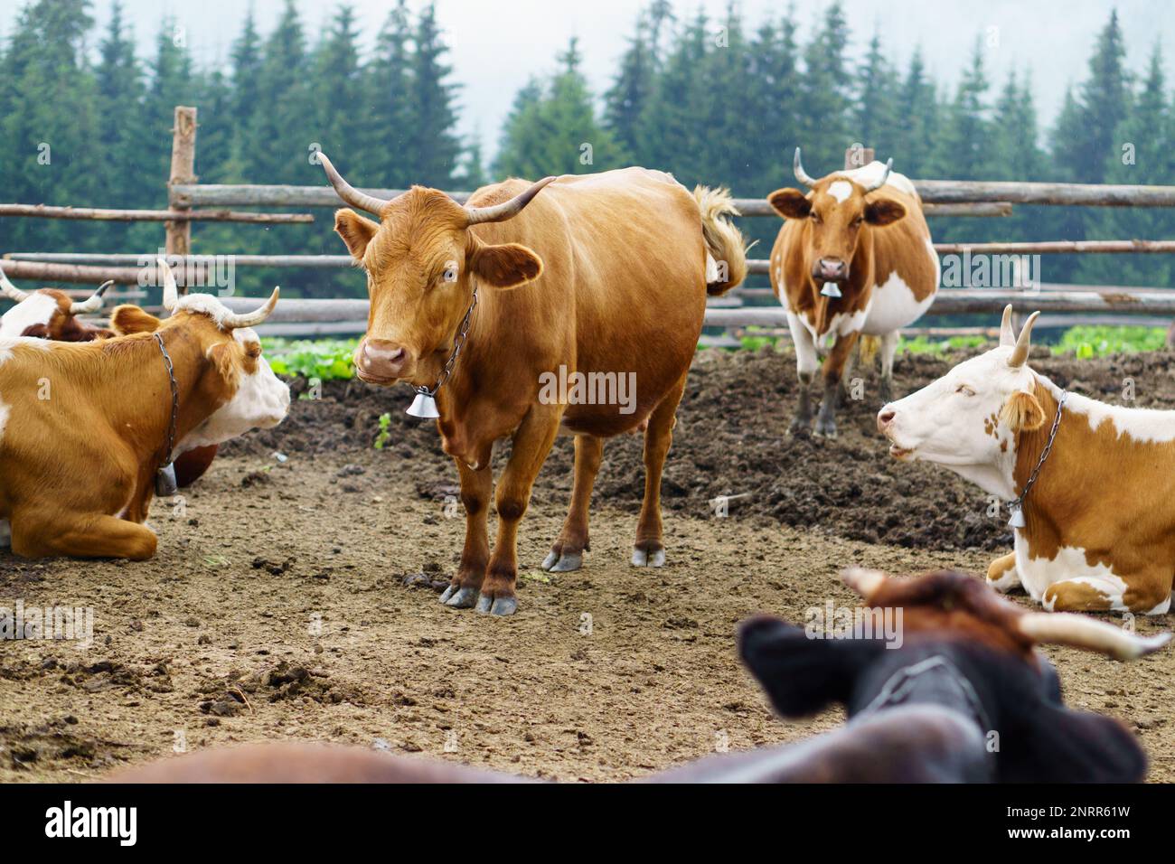 Klassischer ländlicher Kuhstall. Milchkühe. Kühe in Stallgras. Weiße, rote, braune Kühe vor der Berglandschaft der Karpaten. Farmi Stockfoto