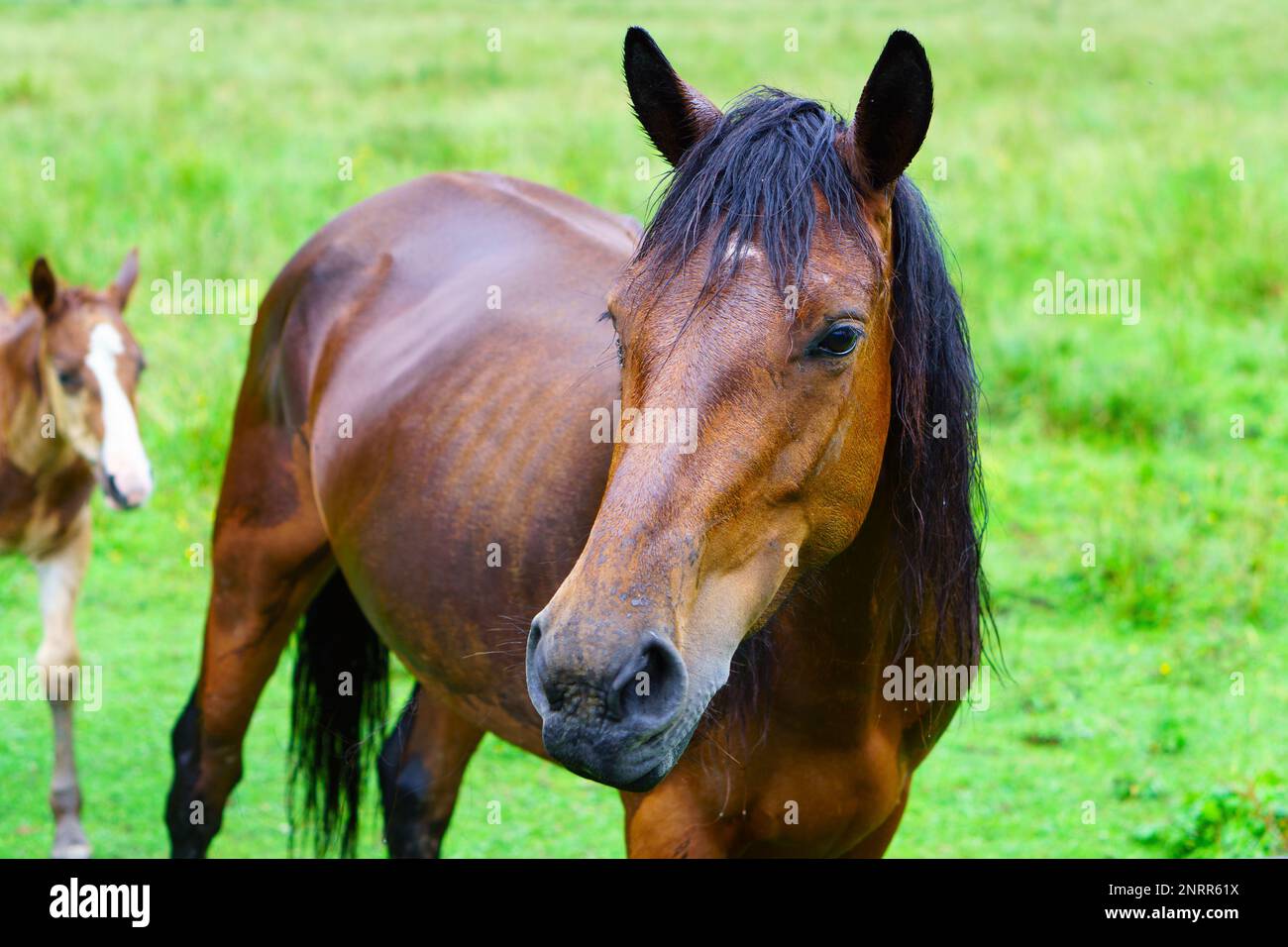 Ein Pferd und Fohlen, das auf einer Wiese grast. Pferdeporträt. Nahaufnahme, selektiver Fokus. Stockfoto