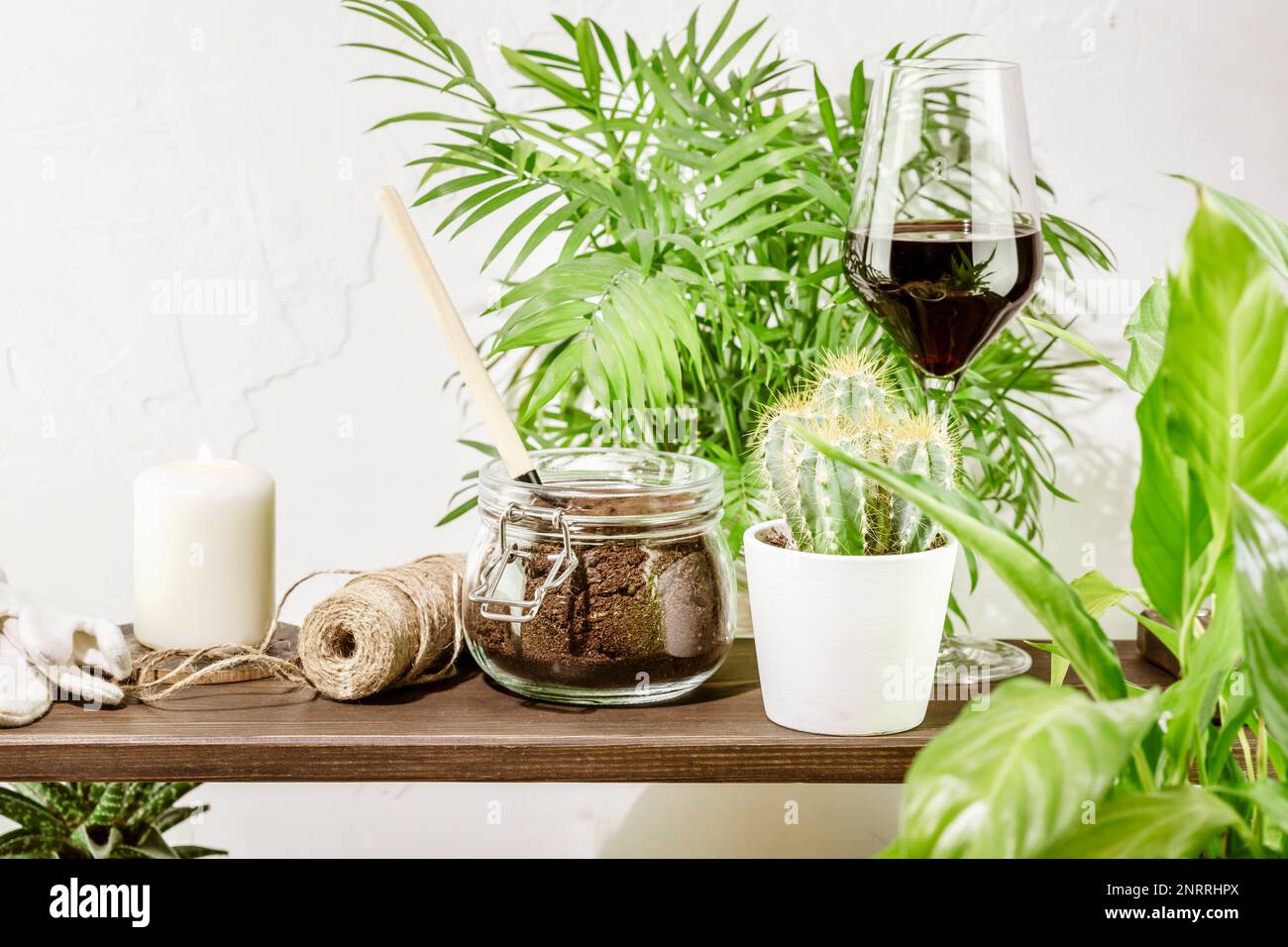 Nachhaltiges Stillleben mit schönen Topfpflanzen und Sukkulenten mit Accessoires, einem Glas Rotwein und Kerze. Umweltfreundlicher Innenraum. Heim-Ga Stockfoto