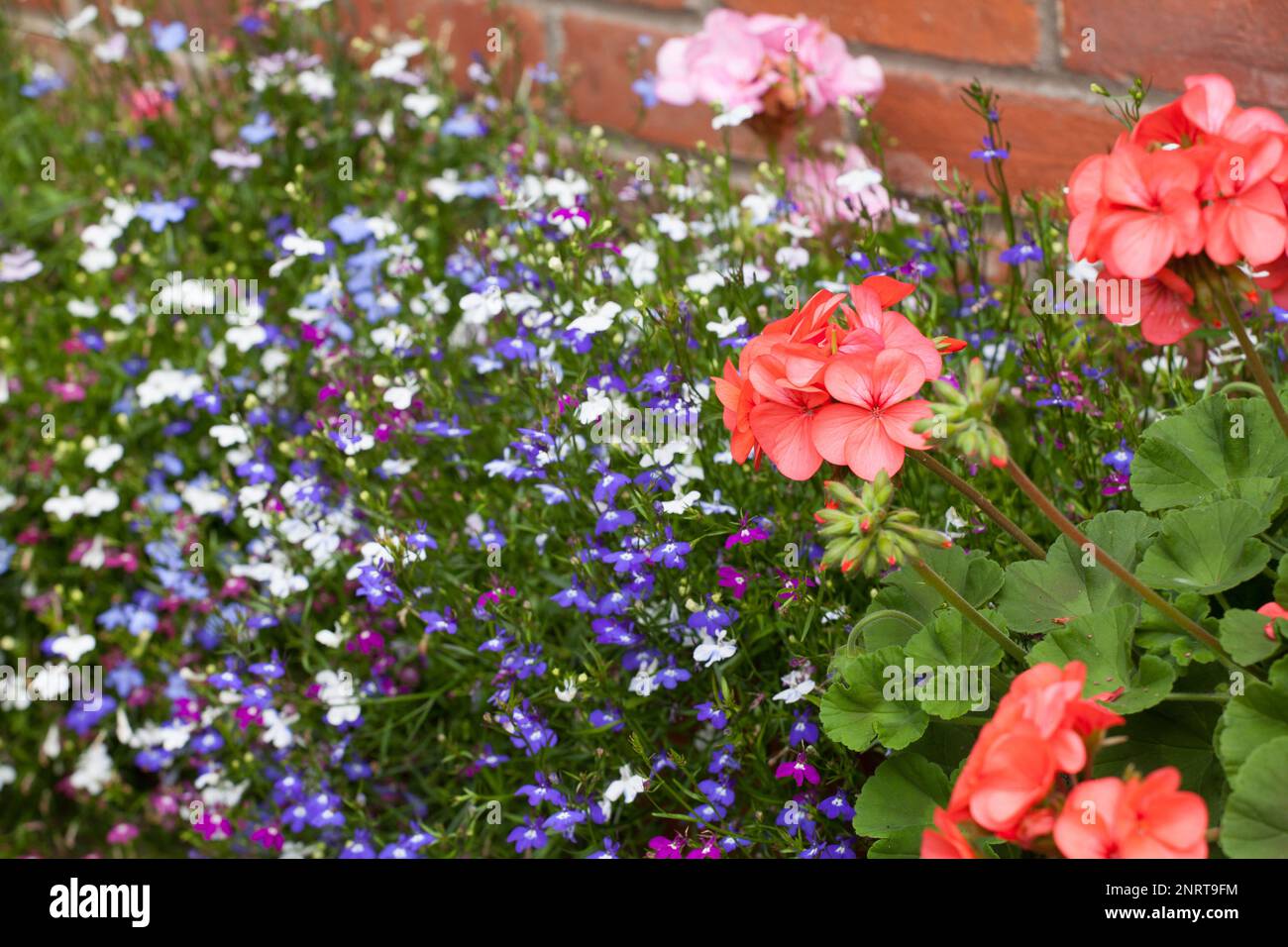 Geranium- und Lobelia-Blumen wachsen in der Nähe einer roten Backsteinmauer in einem englischen Landgarten Stockfoto