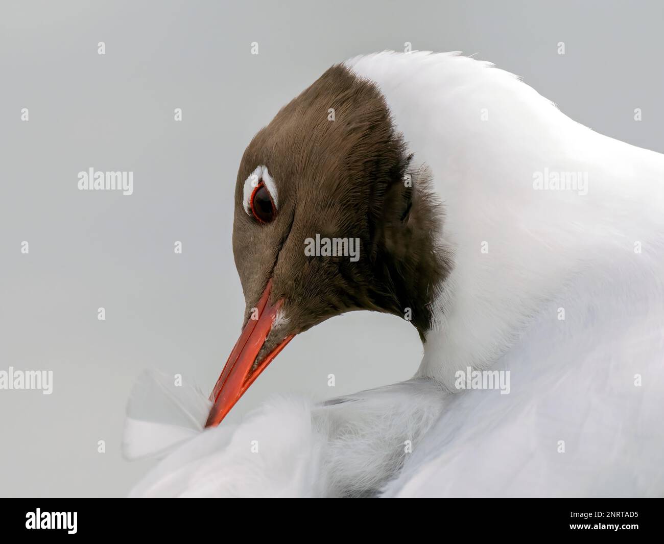 Eine Nahaufnahme des Kopfes einer Schwarzen Möwe (Chroicocephalus ridibundus), die ihre Federn putzt Stockfoto