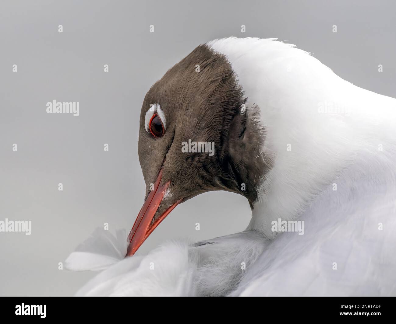 Eine Nahaufnahme des Kopfes einer Schwarzen Möwe (Chroicocephalus ridibundus), die ihre Federn putzt Stockfoto