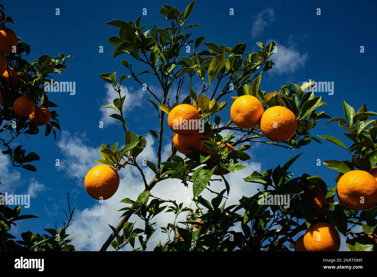 Tangerinen am Himmel Stockfoto