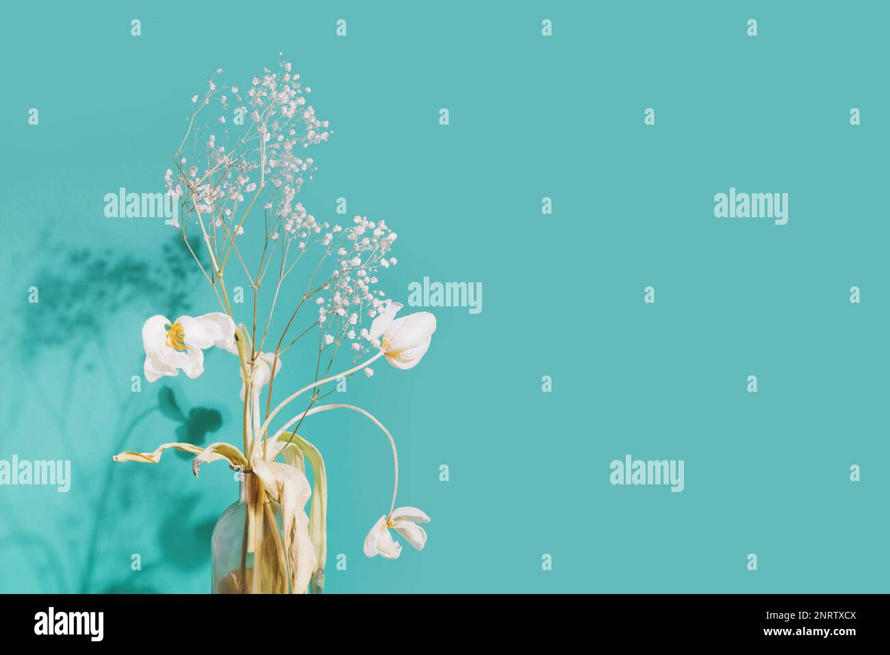 Blumiges Stilleben mit verwelkten Blumen in einer Vase auf blauem Hintergrund mit Schatten- und Kopierbereich. Vergangene Liebe, Altern, Transienz oder Depression. B Stockfoto