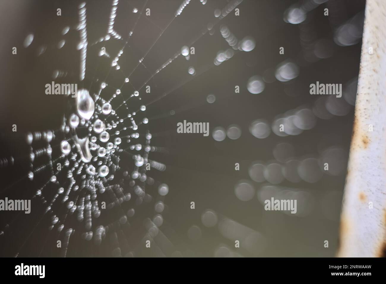 Spinnennetz mit Tropfen aus nächster Nähe Stockfoto