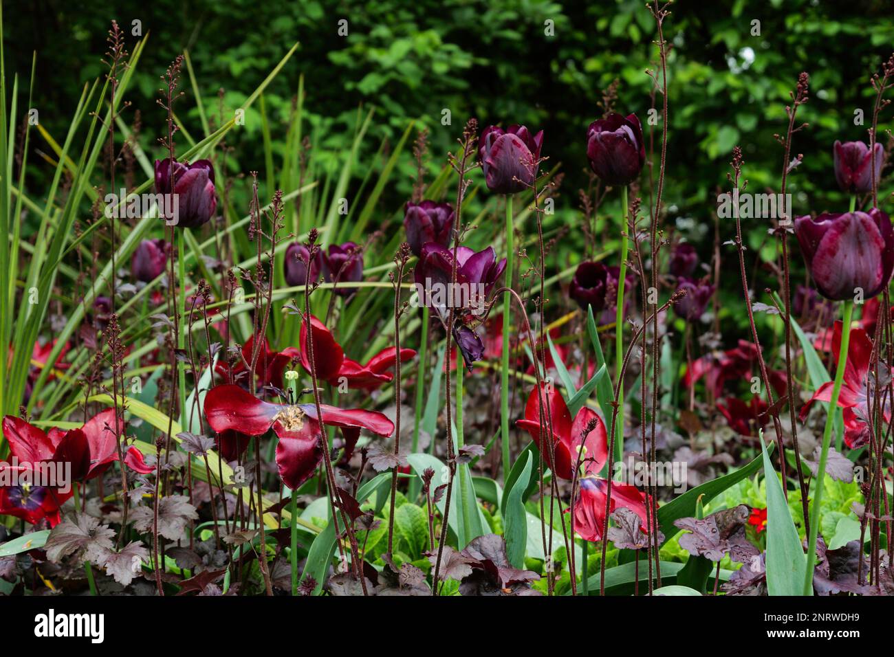 London - 05 07 2022: Nahaufnahme von schwarzen Tulpen und roten Blumen in einem öffentlichen Garten Stockfoto