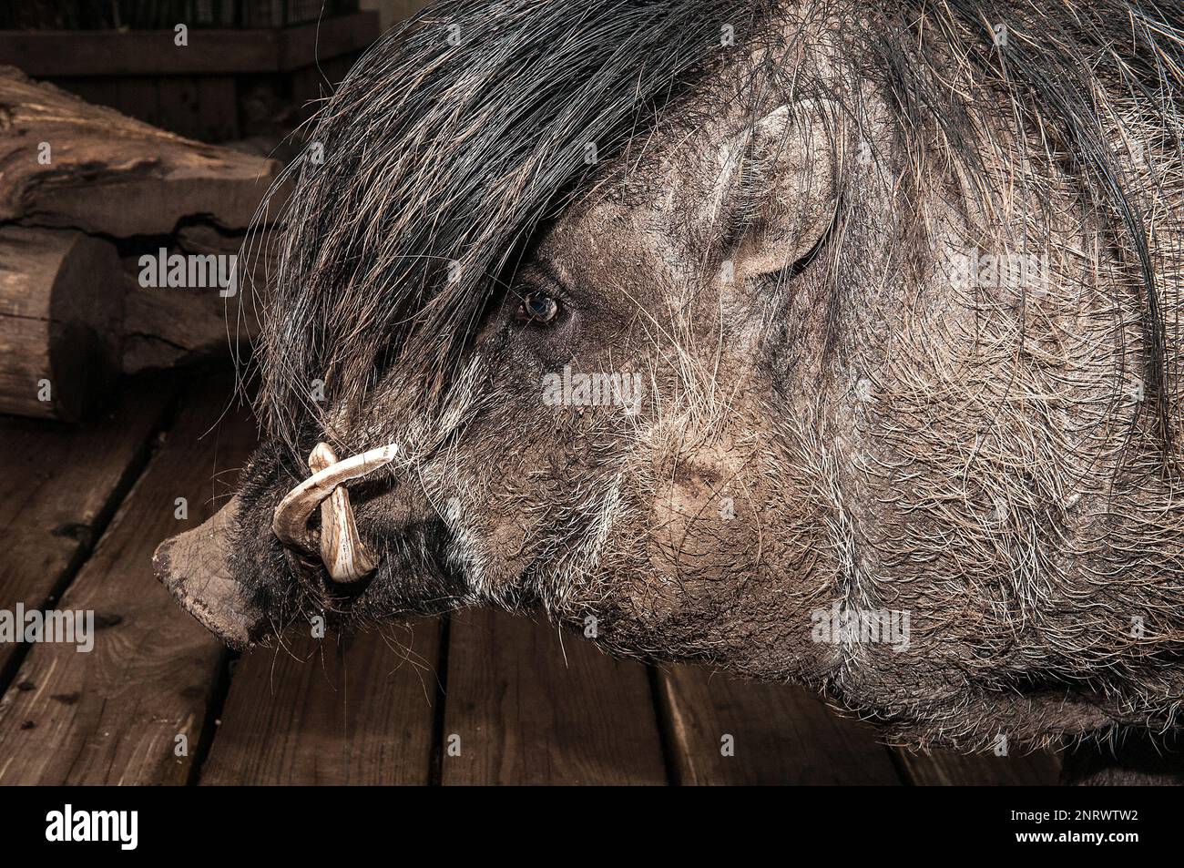 Visayanisches Warzschwein, eine gefährdete Spezies aus den Philippinen Stockfoto