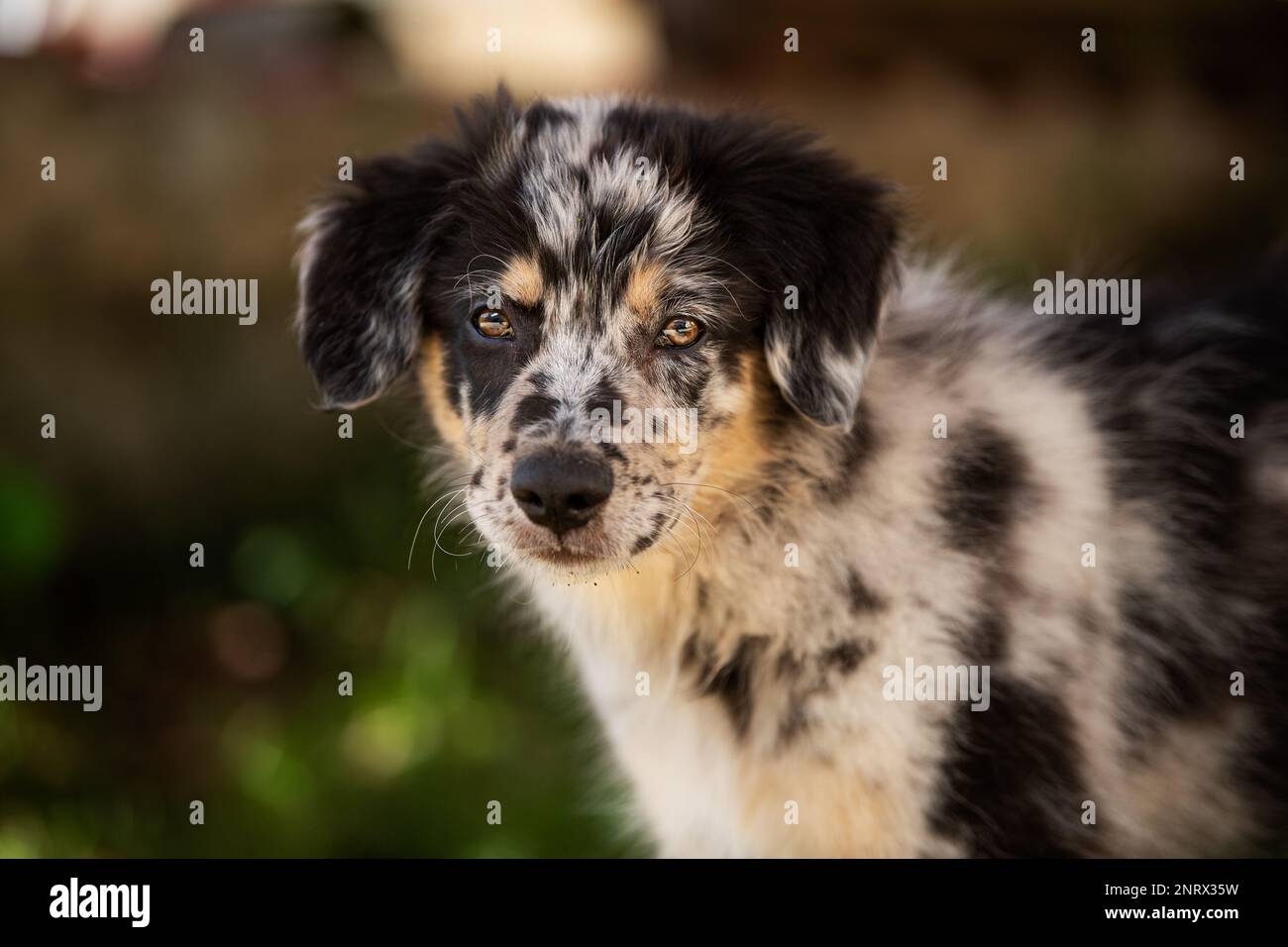 Porträt eines alten deutschen Hundewelpen Stockfoto