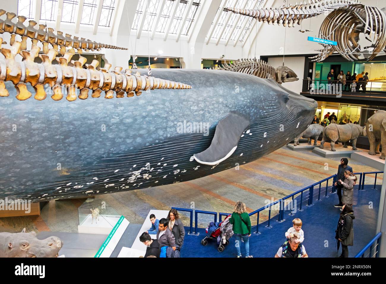 Besucher im Inneren des Natural History Museum NHM in London, England, Großbritannien, KATHY DEWITT Stockfoto