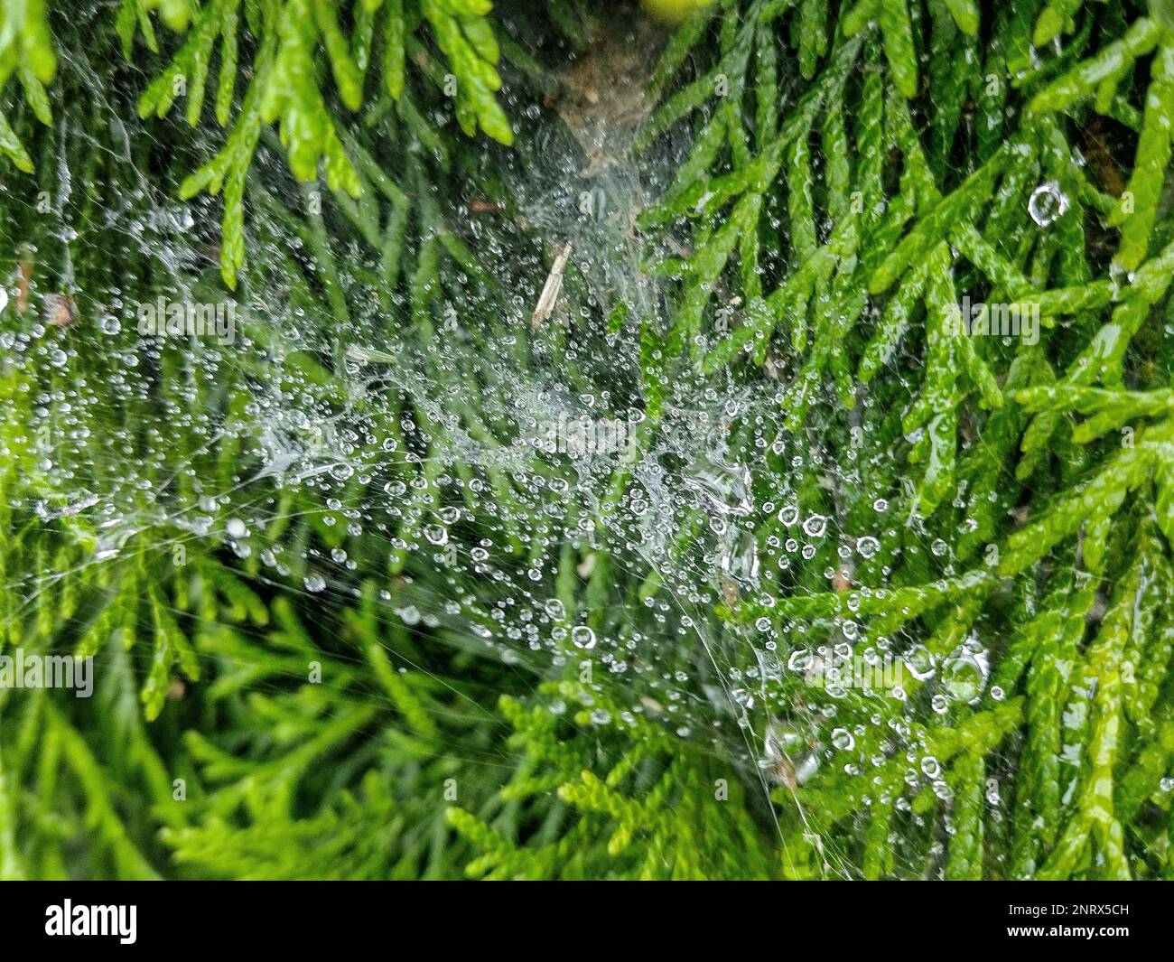 Wasserspritzer nach Regen auf dem Spinnennetz Stockfoto