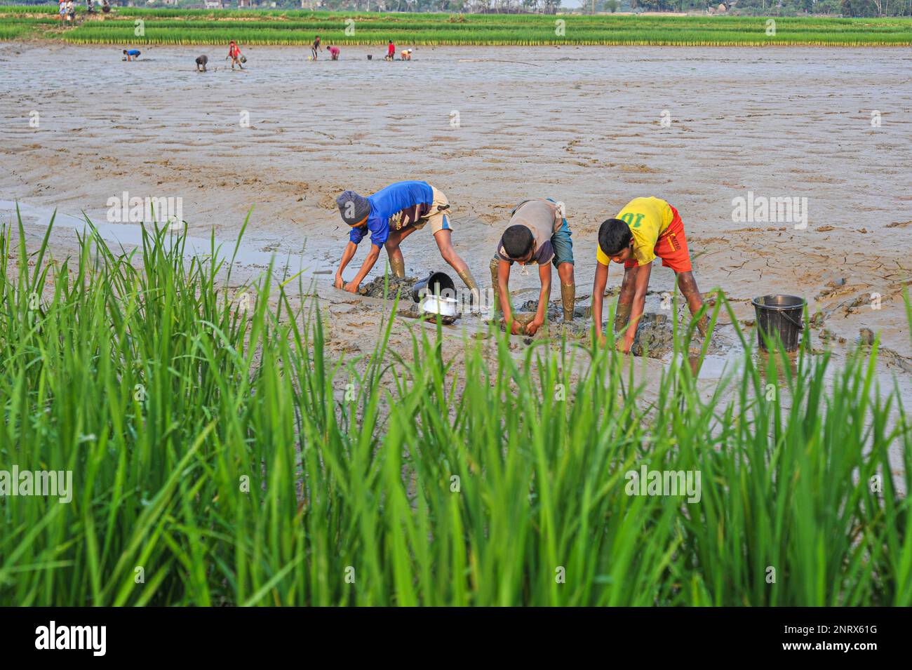 Nicht exklusiv: 27. Februar 2023 in Sylhet-Bangladesch: Ländliche Kinder sammeln Fische mit den Händen aus dem Schlamm. Während alle Dorfbewohner beschäftigt sind Stockfoto
