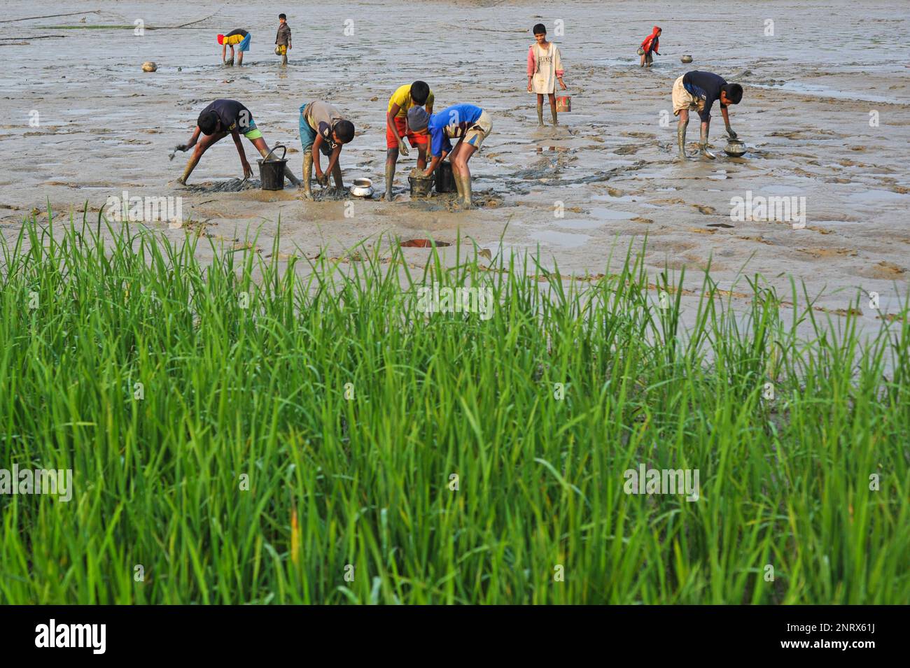Nicht exklusiv: 27. Februar 2023 in Sylhet-Bangladesch: Ländliche Kinder sammeln Fische mit den Händen aus dem Schlamm. Während alle Dorfbewohner beschäftigt sind Stockfoto