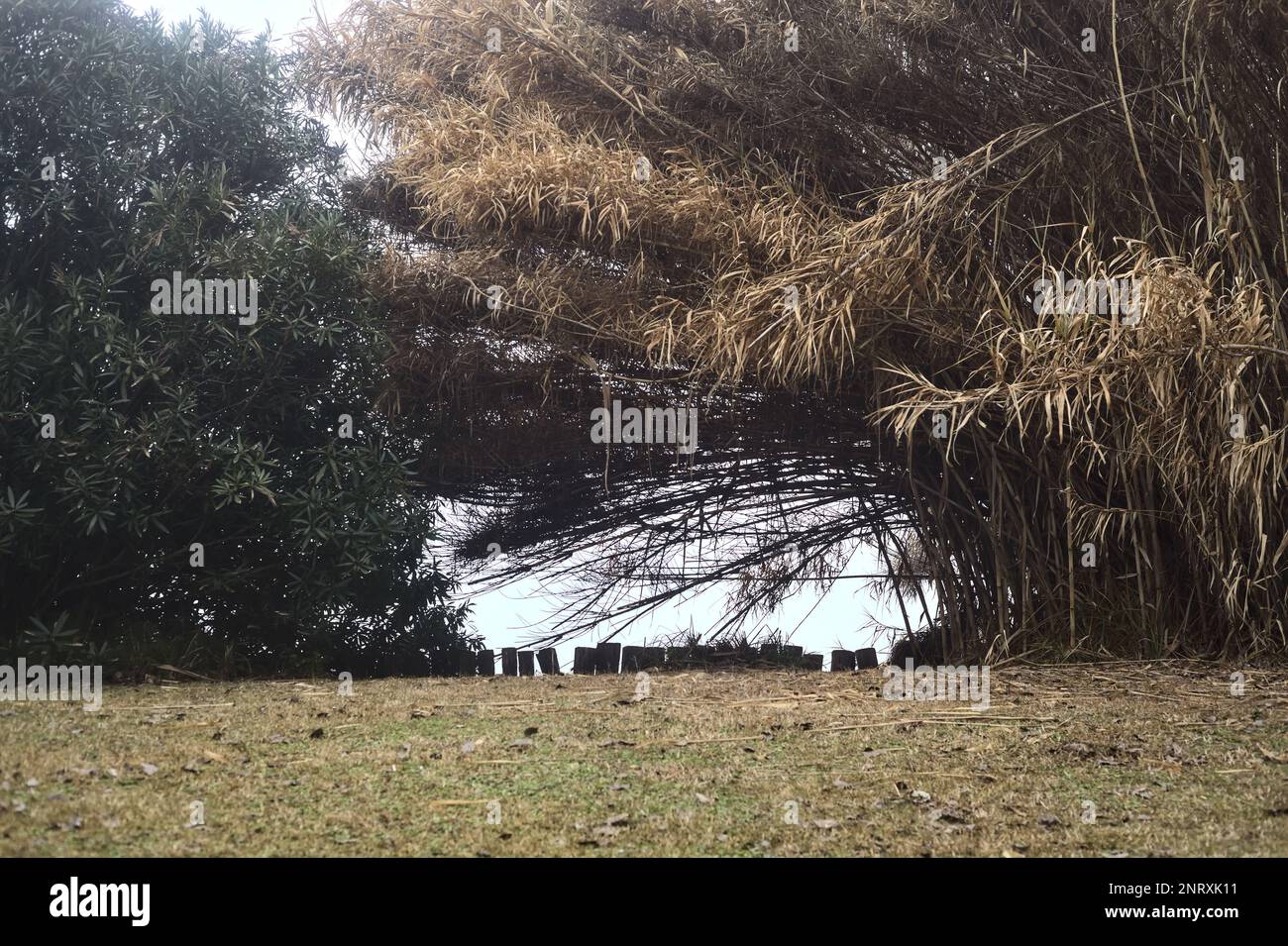 Schilf am Seeufer an nebligen Wintertagen Stockfoto