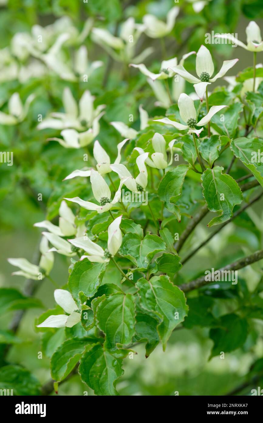 Cornus kousa Tsukuba keine Mine, Tsukuba keine Mine Kousa Dogwood, vier weiße Blumenstränge umgeben fleischige Früchte Stockfoto