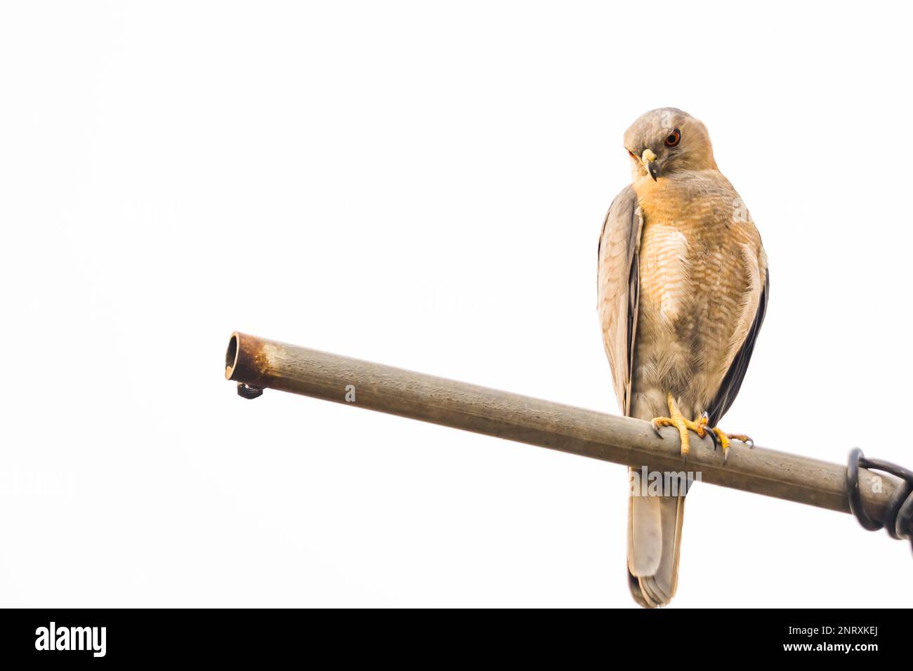 Männlicher Shikravogel, der auf einer Stange sitzt, während er Beute verfolgt. Dieser kleine Raubvogel wird in indien häufig gesehen. Stockfoto