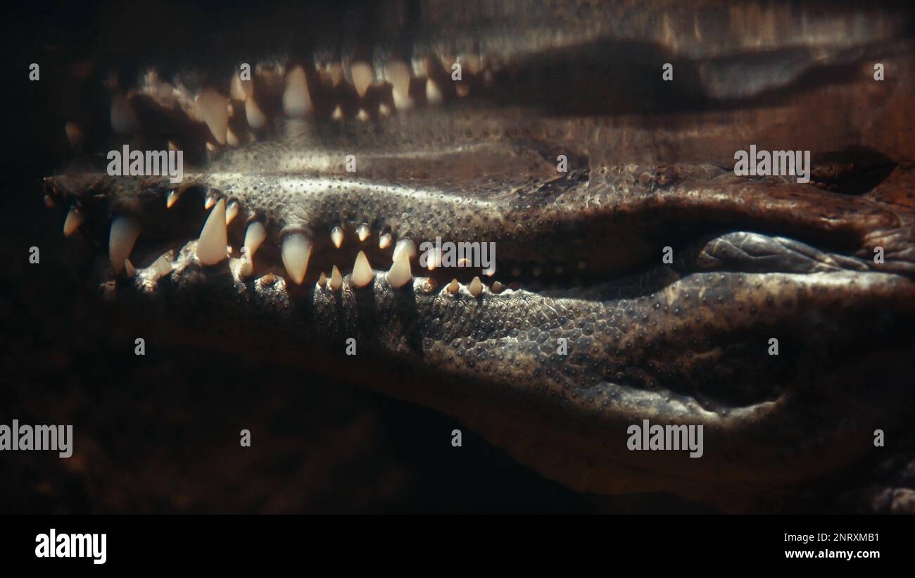 Krokodilzähne unter Wasser Nahaufnahme. Akute Gefahr in der Wildnis. Der Aligator wartet im Fluss auf seine Beute. Unterwasseraufnahmen Stockfoto