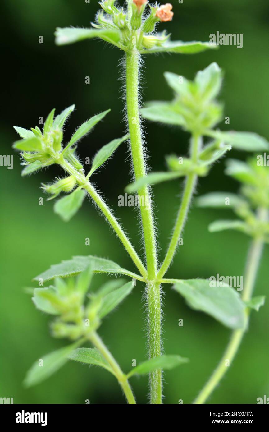 Clinopodium Acinos wächst im Sommer in der Wildnis Stockfoto