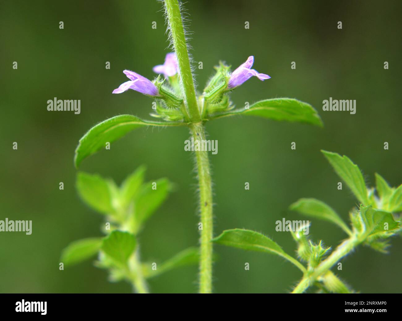 Clinopodium Acinos wächst im Sommer in der Wildnis Stockfoto