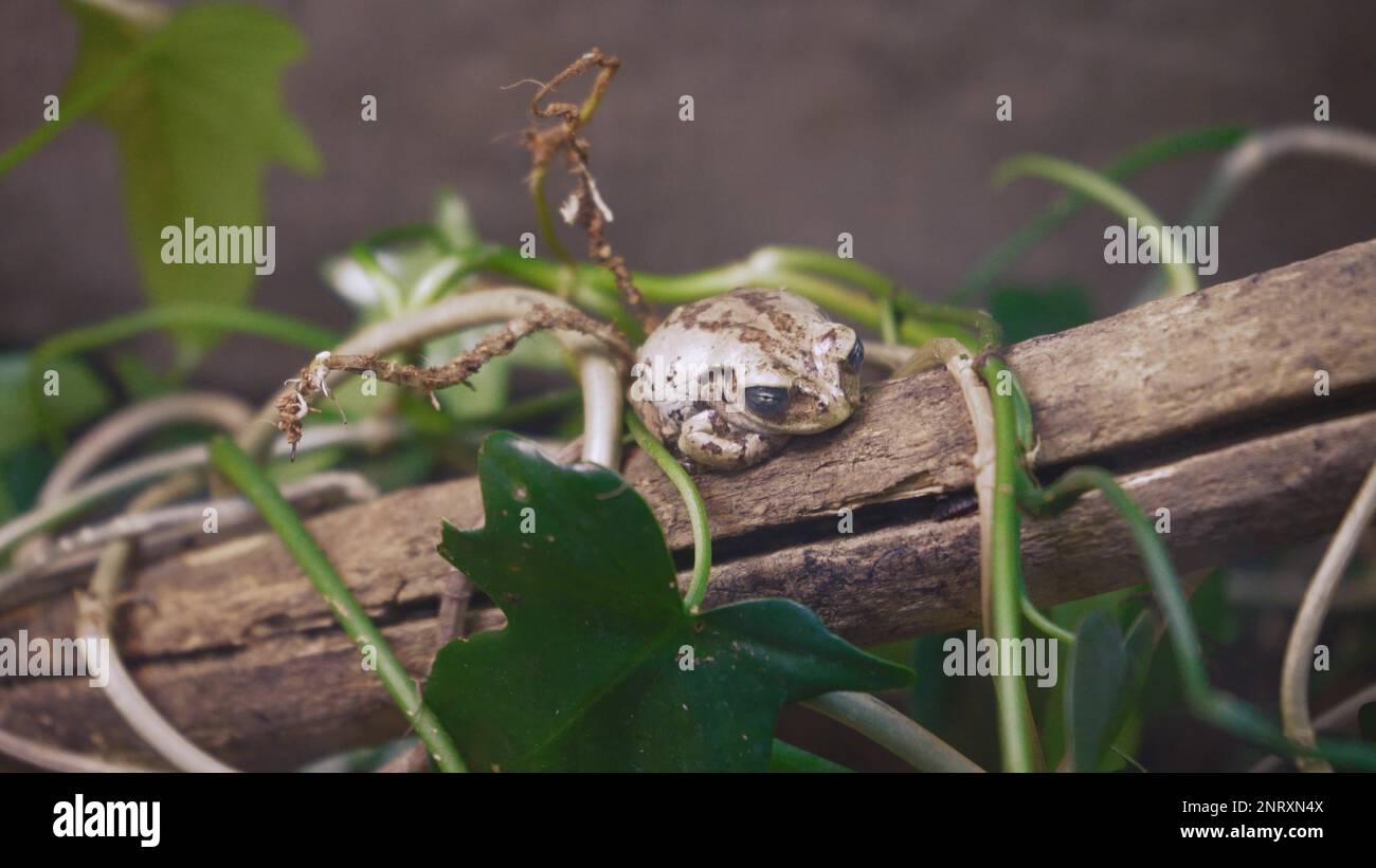 Grüner fliegender Frosch auf einem Zweig, Gliding Frog auf einem Zweig, Javan Tree Frog auf einem Baum, Indonesian Tree Frog, Indonesian Black Webbed Tree Frog Stockfoto