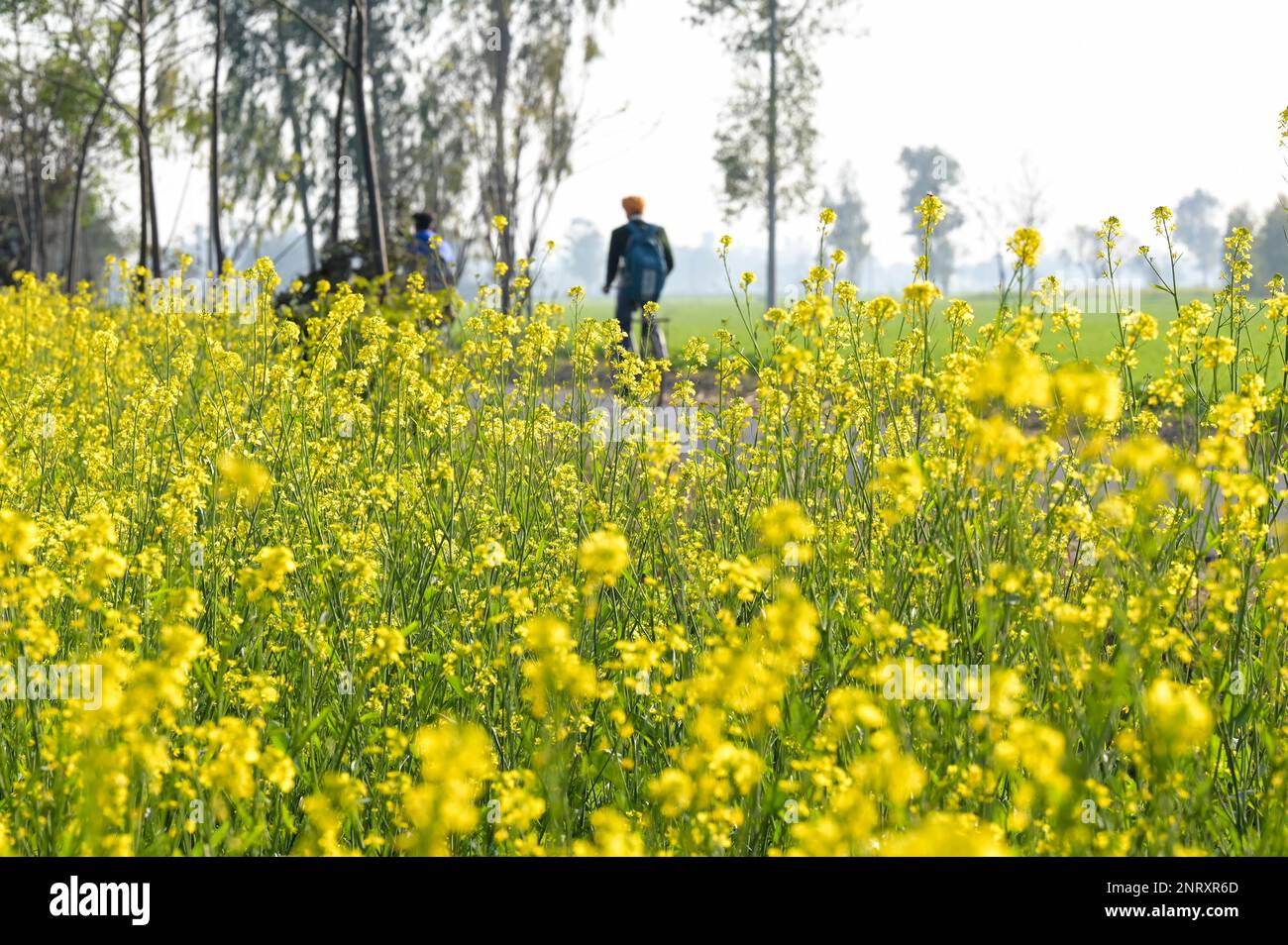 INDIEN, Punjab, blühendes Senffeld, Sorte Brassica juncea, braune, heiße Senfkörner, die für Senföl oder heißen Dijon-Senf verwendet werden, Senf ist eine Stickstoff bindende Kultur / INDIEN, Punjab, blühendes Senffeld, Sorte Brassica juncea, ergibt braune Tafscharfsamen für oder fem, Dijelsenf Senf, Dijon Senf, Dijelsenf, Die Senfpflanze reichert den Boden mit Stickstoff an Stockfoto