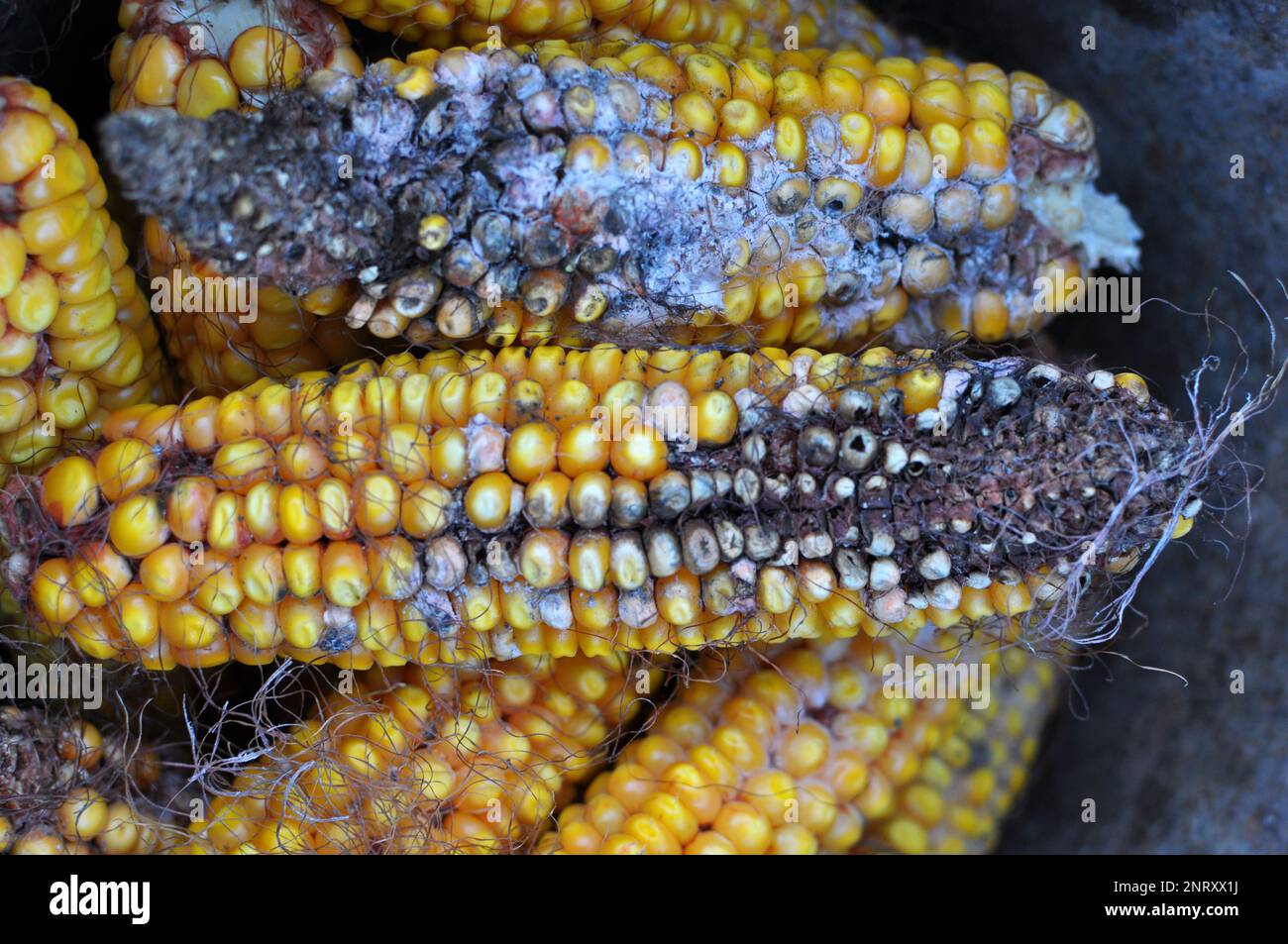 Maiskolben, die von einer Pilzkrankheit betroffen sind - Fusarium (Fusarium moniliforme) Stockfoto