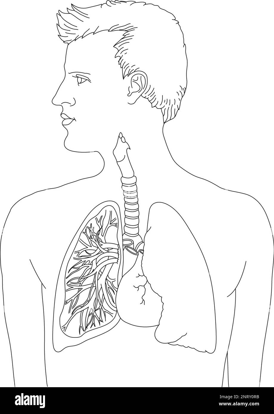 Schwarz-weiße medizinische Linienzeichnung, die einen Mann in Profil, Lunge und Atmungssystem zeigt, abgebildet sind linke Bronchien, Herz, Luftröhre (Luftröhre), & Lungen. Stockfoto