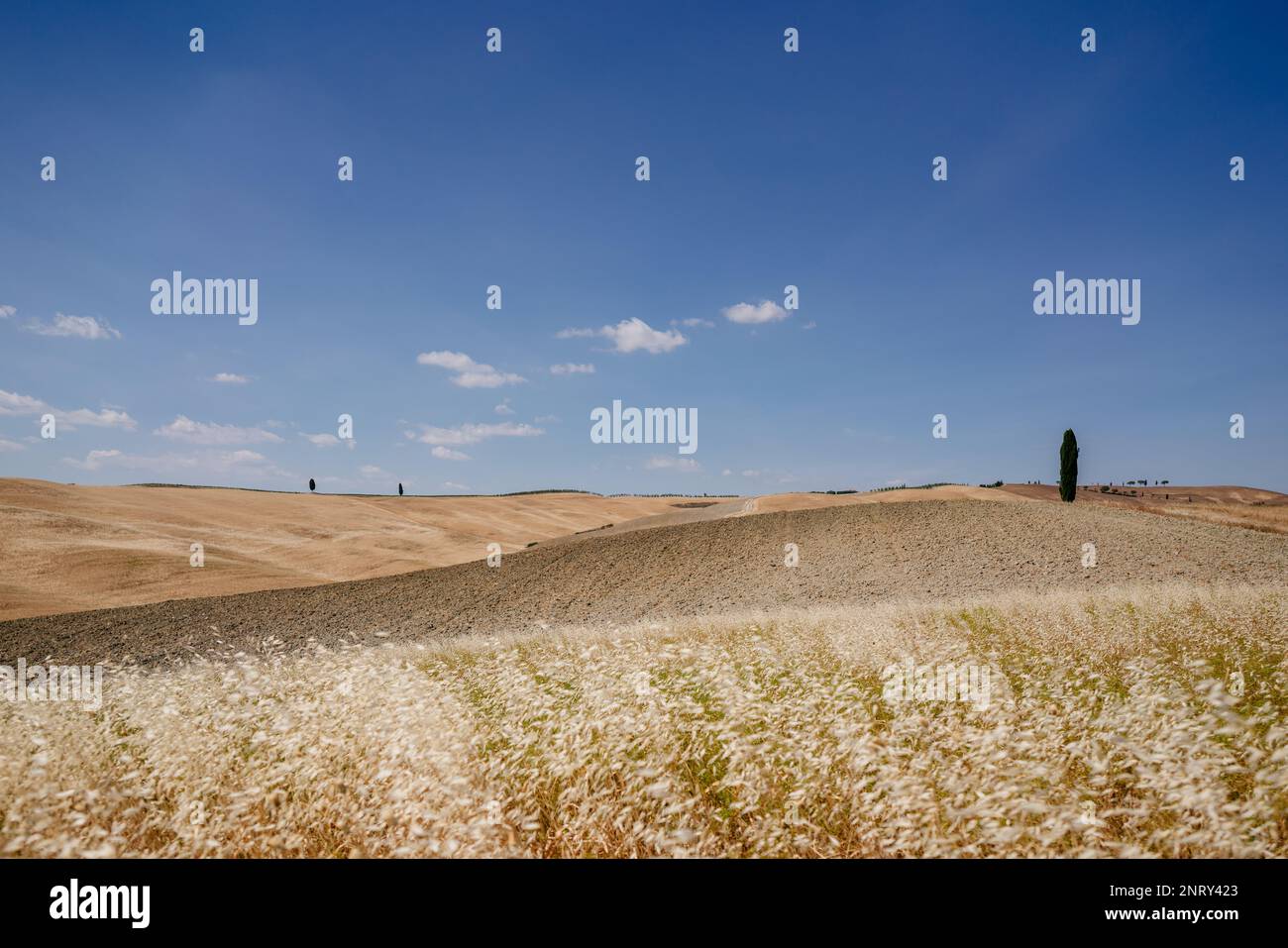 Wunderschöner Sommertag auf Wiesen in der Toskana Stockfoto