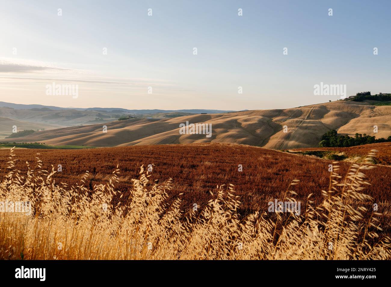 Wunderschöner Sommertag auf Wiesen in der Toskana Stockfoto