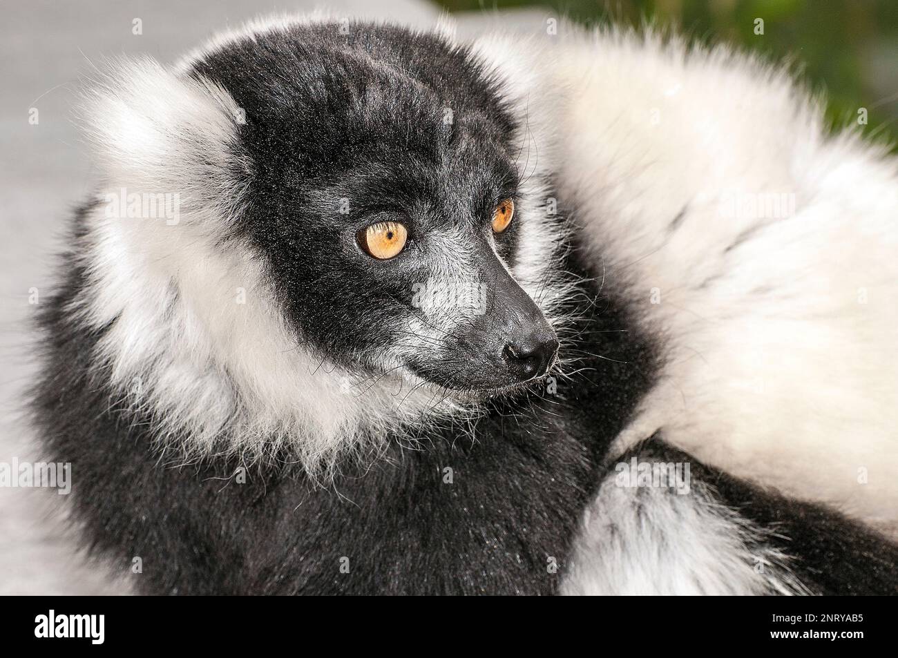 Schwarzer und weißer geraffter Lemur, eine vom Aussterben bedrohte Art. Stockfoto