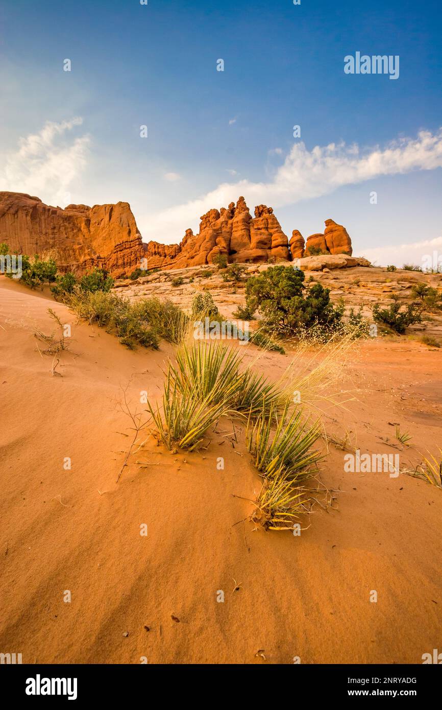 Yucca und indisches Reisgras im Sand vor den Entrada Sandsteinformationen der Navajo Rocks bei Moab, Utah. Stockfoto