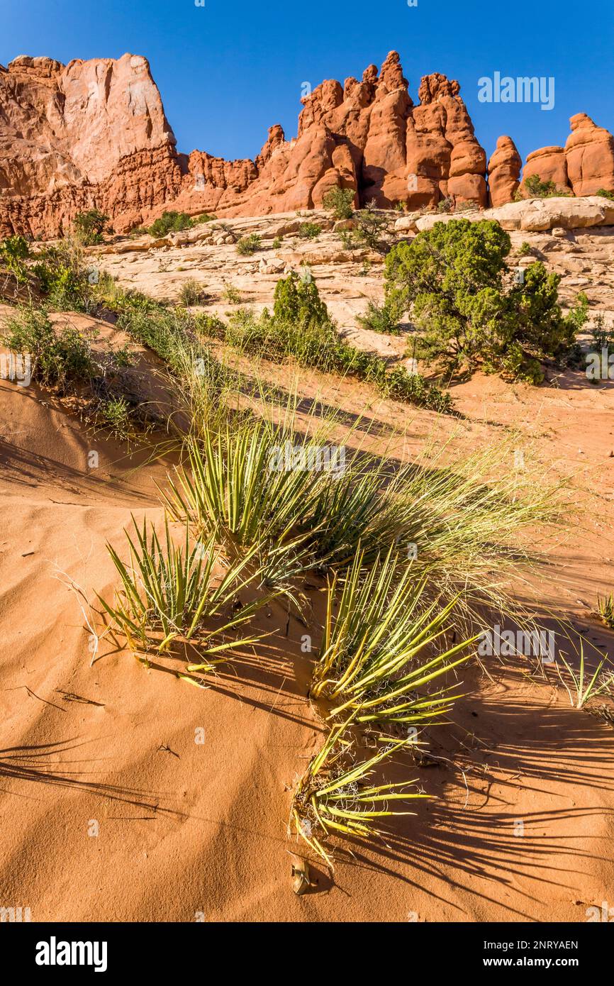 Yucca und indisches Reisgras im Sand vor den Entrada Sandsteinformationen der Navajo Rocks bei Moab, Utah. Stockfoto