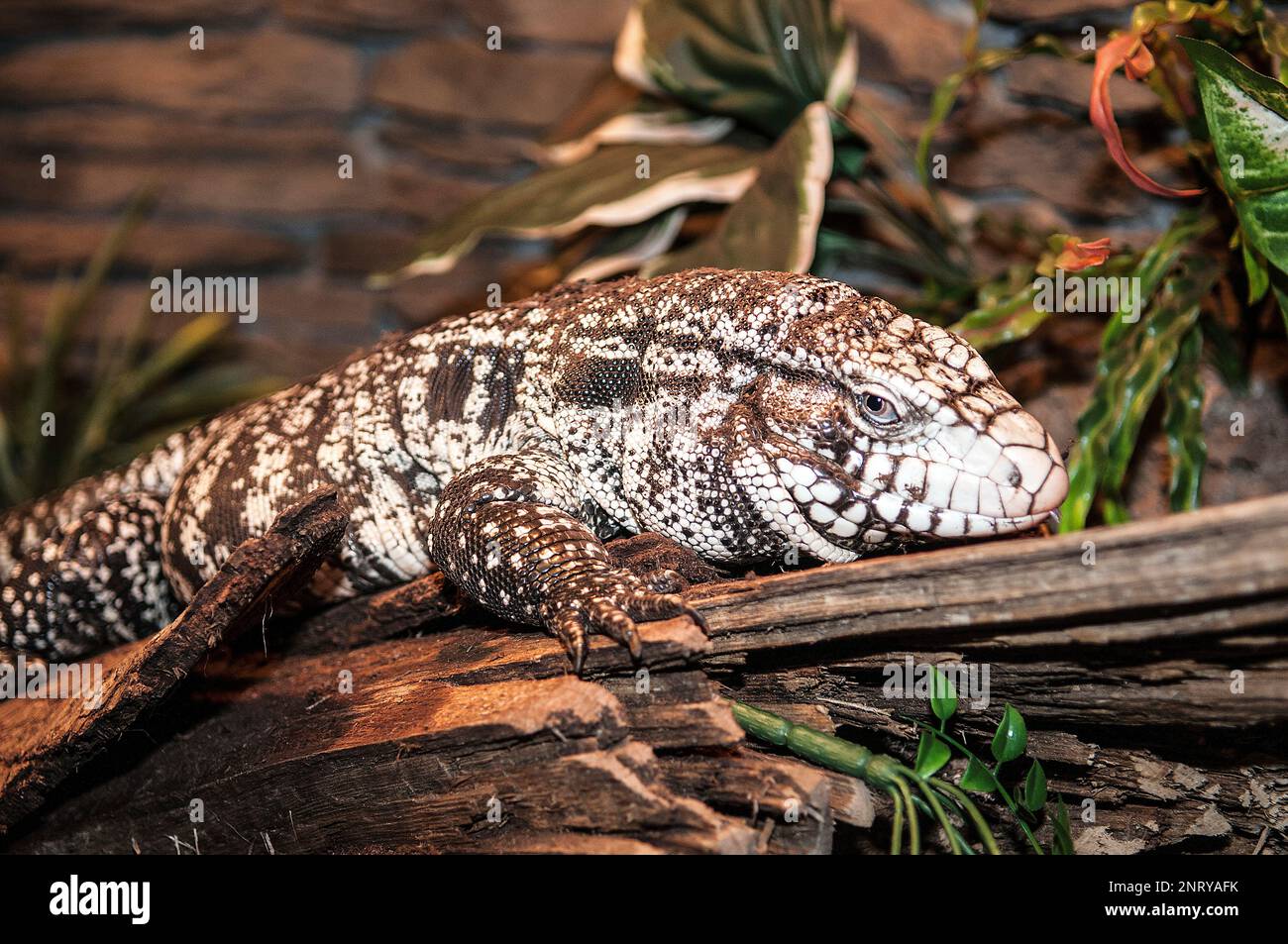 Argentinisches schwarz-weißes Tegu, mittlerer Schuss auf dem Baum Stockfoto