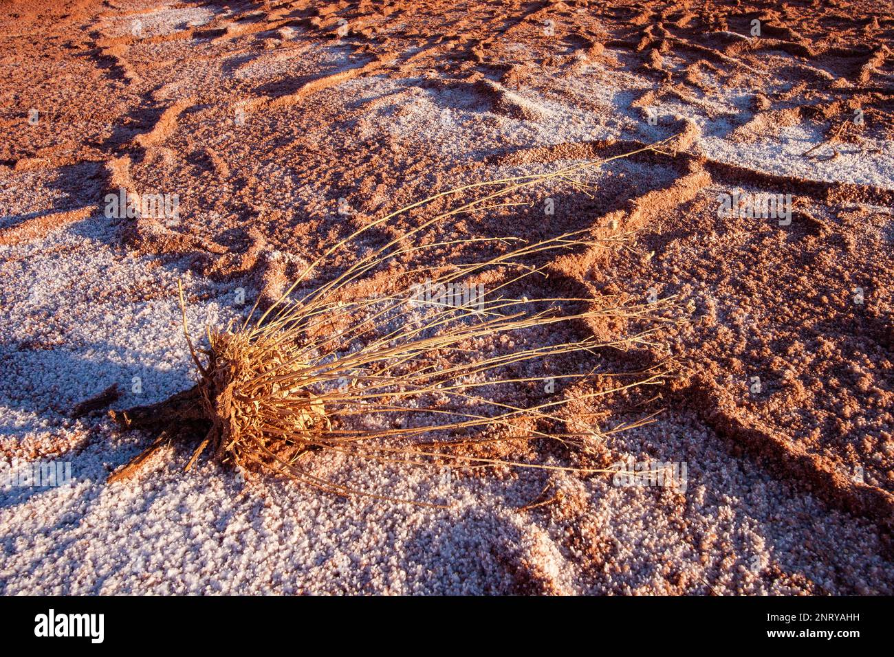 Verdampfte Mineralsalzkristalle bilden sich in einem trockenen Wasserlauf in der Nähe eines Mineral Seep in der Wüste bei Moab, Utah. Stockfoto