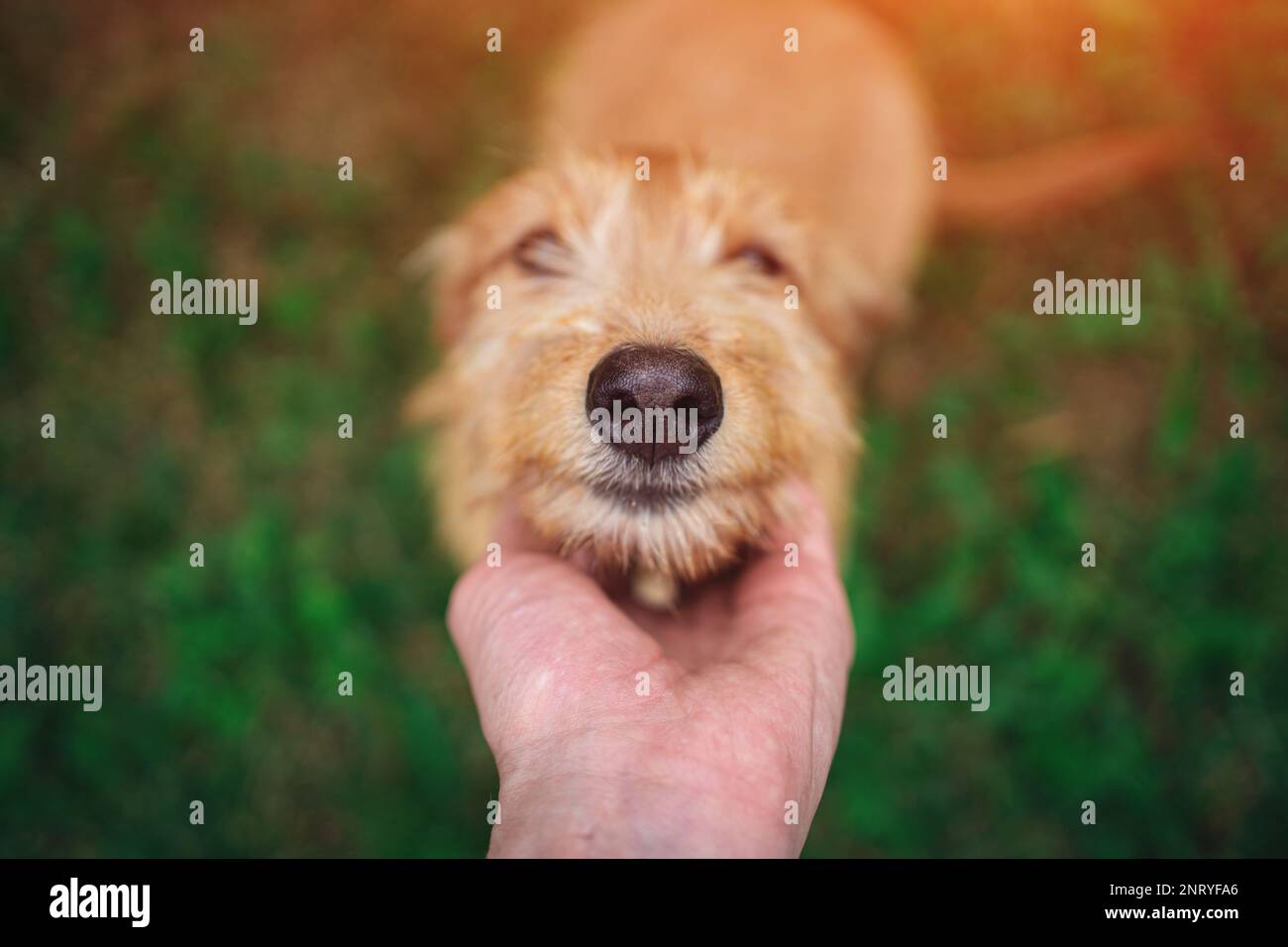 Ein Mann, der mit einem süßen Hund auf dem Rasen draußen spielt Stockfoto