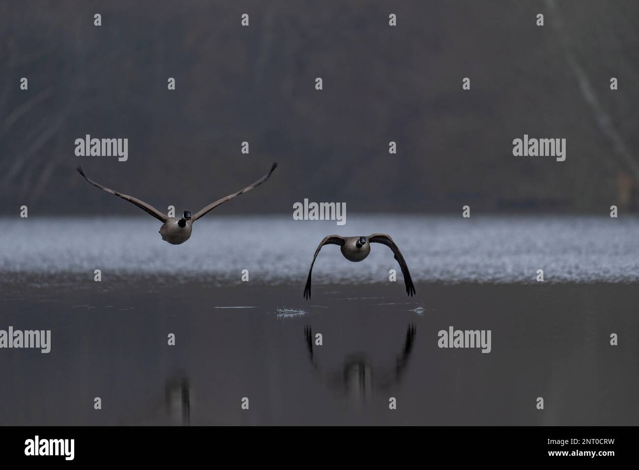 Ein Paar Kanadier-Gänse-Branta canadensis fliegt über einen See. Stockfoto