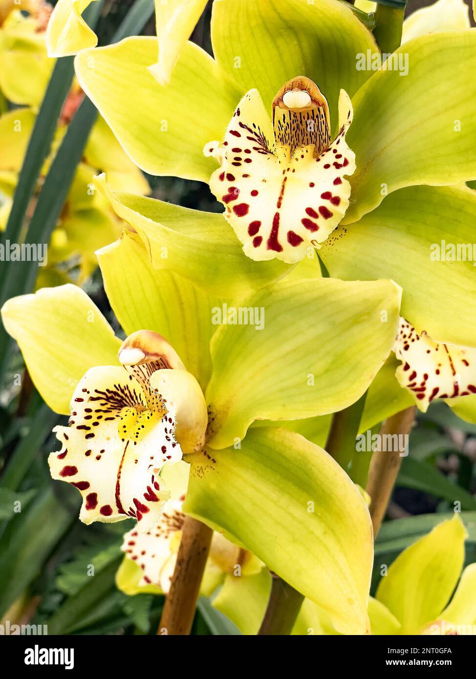 Tropische Orchideen wachsen in der Wärme des Princess of Wales Conservatory, Royal Botanic Gardens Kew während des 2023 Cameroon Orchid Festivals Stockfoto