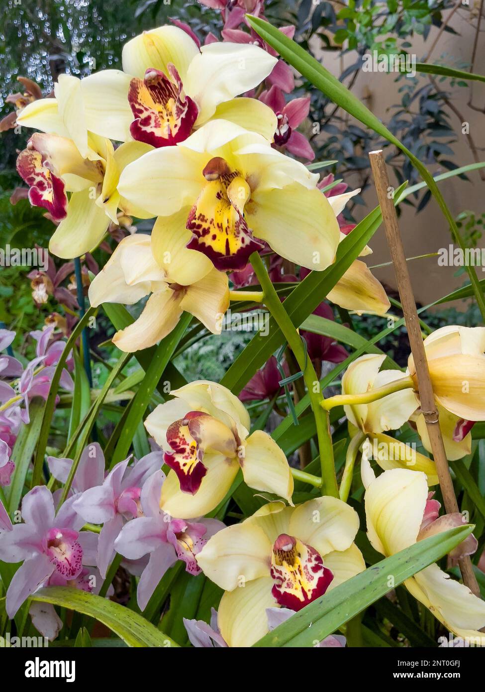 Tropische Orchideen wachsen in der Wärme des Princess of Wales Conservatory, Royal Botanic Gardens Kew während des 2023 Cameroon Orchid Festivals Stockfoto