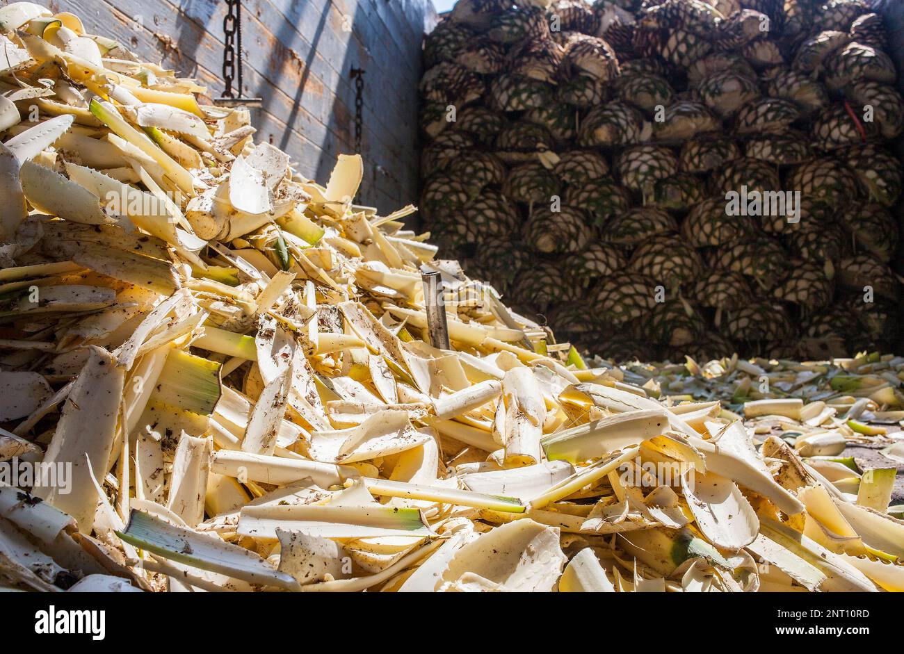 Fabrik der berühmten Tequila Corralejo, Lkw von Agave bereit zu backen, Penjamo, Guanajuato, Mexiko Stockfoto