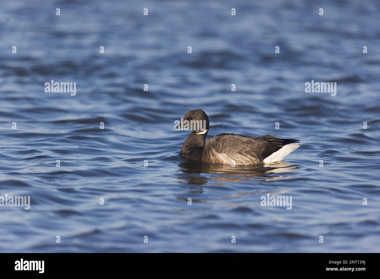 Brent Gans Branta bernicla, Erwachsenenschwimmen, Norfolk, England, Februar Stockfoto