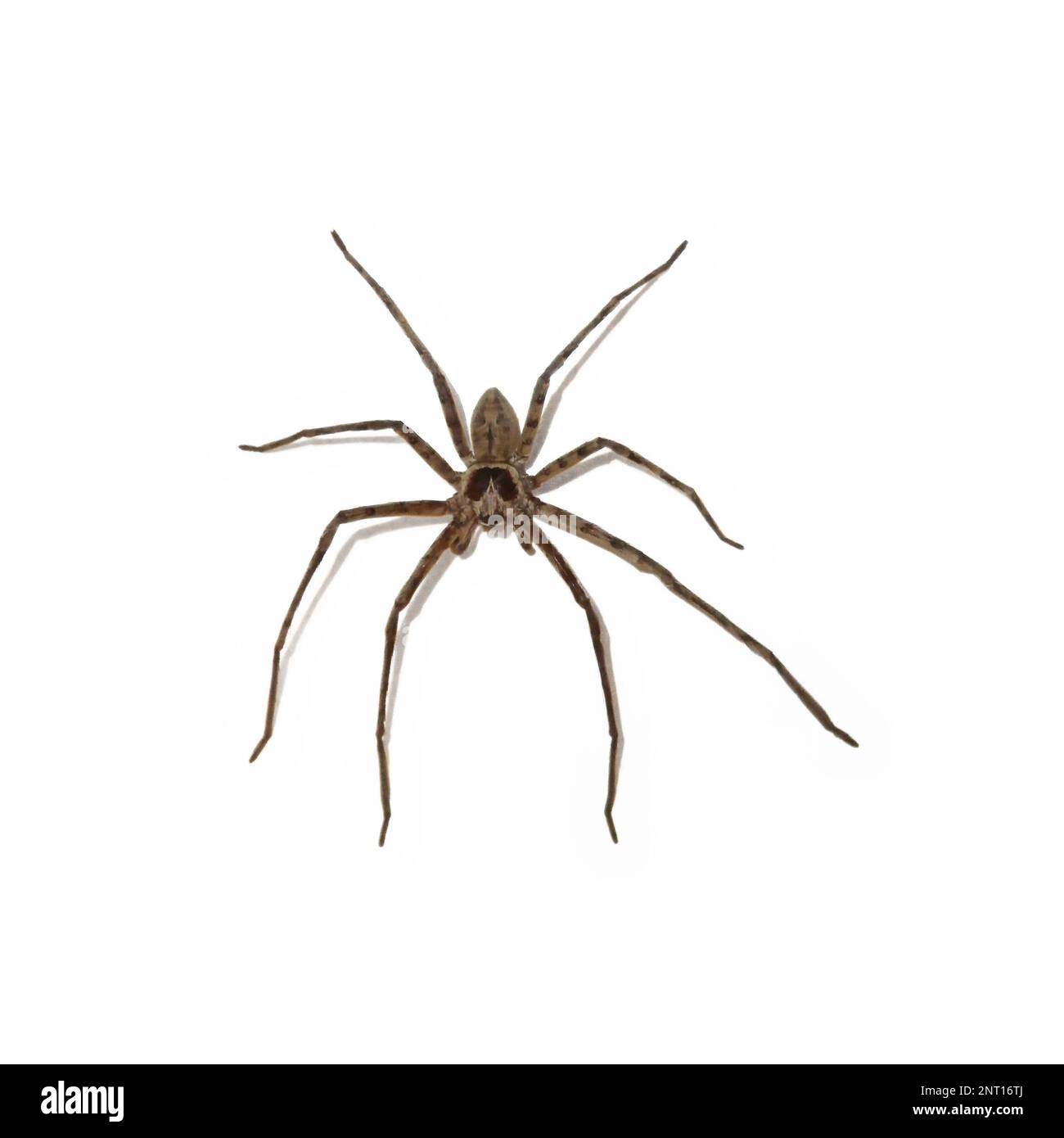 Heteropoda venatoria ist eine Spinnenart in der Familie der Sparassidae, der Jagdspinnen. Stockfoto